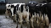 Mad Cow Disease Found at Scottish Farm in Risk to Meat Exports