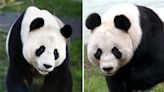 Edinburgh Zoo’s giant pandas to return to China after 12 years