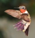 Ruby-throated hummingbird