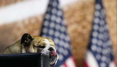 Who is Babydog Justice? Meet the English bulldog charming RNC attendees in Milwaukee