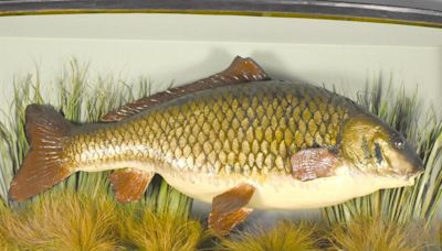 'Madonna' came to mind as Greenock vet prepared to tuck into a fish supper