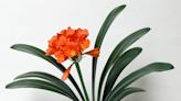 Clivias are eye-catching plants for indoors even when not in bloom. But, oh, the flowers