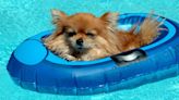 Adorable Dog Pools Your Pup Will Love