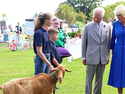 Royal title to be granted to Golden Guernsey Goat breed