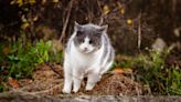 20p item cats won’t go near to stop them pooing in gardens and digging up plants