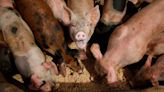 FDA could ban drug used to treat pigs over cancer risks for humans