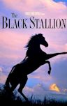 The Black Stallion (film)