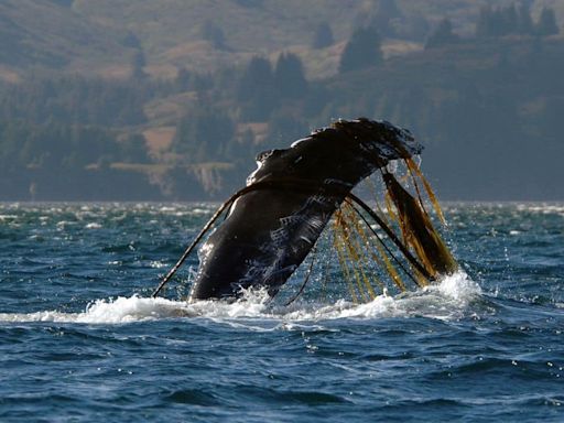 Search of whale entangled in rope, rescue team take action to free the giant mammal