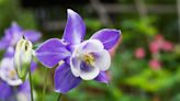When are columbines at peak bloom in Colorado?