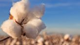 Better Cotton Suspends Uzbek Partner After Human Rights Allegations