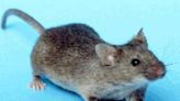 Inspector found rodents and roaches at a ‘major food distributor’ in Broward