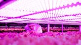 艾邁斯歐司朗推出能效領先業界的全新高功率植物照明LED | 蕃新聞