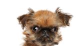 Daddy Brussels Griffon's Lookalike Puppy Proves the Apple Doesn't Fall Far