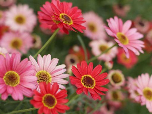 Grow This Garden Staple: Long-Lasting Gerbera Daisies