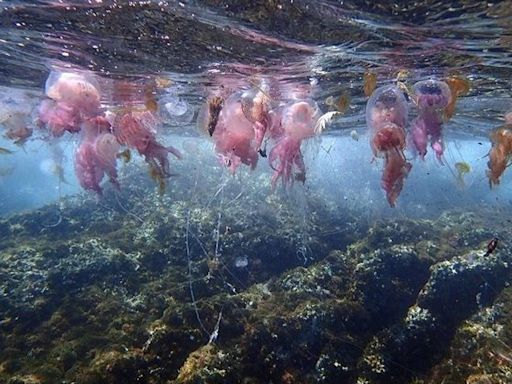 Cada vez más medusas (y durante más tiempo) en la Costa Brava
