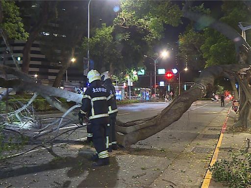 無風無雨突然斷裂！北市敦化國小前「樹幹倒塌占用車道」