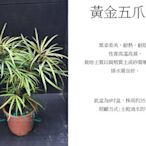 心栽花坊-黃金五爪木/6吋盆/綠化植物/室內植物/觀葉植物/售價150特價130