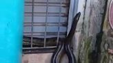 Moradores encontram cobra de 3 metros no bairro do Curió-Utinga, em Belém