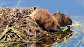 Scrub Hub: Are those beavers swimming in the Indianapolis Canal? Probably not.