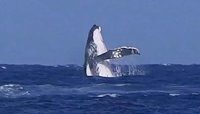 Whale, whale, whale, what do we have here? See an unforgettable cameo during Olympic surfing event
