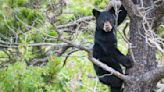 Group of Six People Rip Bear Cubs Out of Tree to Take Selfies With Them