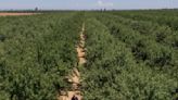 Environmental group urges California to limit the growing of almonds and alfalfa