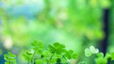 50 Irish blessings to warm your heart on St. Patrick's Day