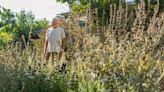 In a hot L.A. neighborhood full of brown lawns, his DIY native plant garden thrives