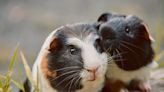 Video of TikToker Feeding Guinea Pigs Dinner Is Going Viral