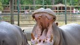 Philadelphia Zoo Hippos Chowing Down on Whole Pumpkins Have Visitors Captivated