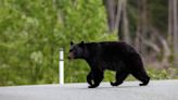 Bear Found Chilling on Boat at Naples Yacht Club Like a Regular Sailor