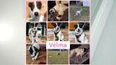 Velma looking for a home where she can move and play