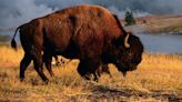 Yellowstone bison gores 83-year-old tourist, lifting her off the ground