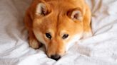 No, Ethereum Whales Aren't Giving Up on Shiba Inu