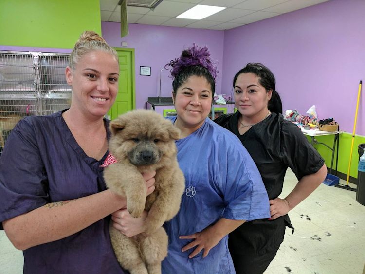 dog salon marbach