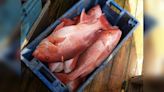 Louisiana private recreational Red Snapper season to open April 15