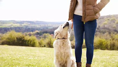 Millions of owners could be fined while walking dogs this summer