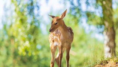 Woman Captures Video of Fawn Playing in the Rain and It’s Impossible to Resist