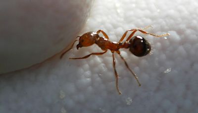 Officials battle 'highly aggressive' red imported fire ant infestation in Southern California