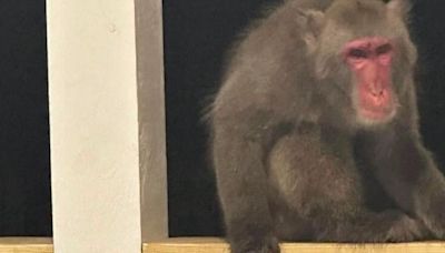Walterboro monkey madness ends: Bradley the Japanese Macaque captured