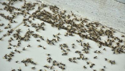 How long is flying ant season and how long do they live? What to know