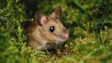 Mice will stay away from gardens and homes with 2-ingredient homemade repellant