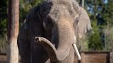 Columbus Zoo’s Beco the elephant dies after life-threatening virus diagnosis