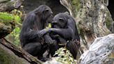 Una chimpancé lleva tres meses velando a su cría muerta en un zoo de Valencia: el director del centro explica por qué