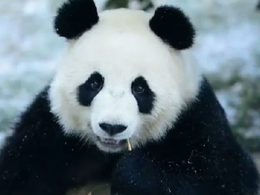 España da la bienvenida a una nueva pareja de osos panda llegados desde China