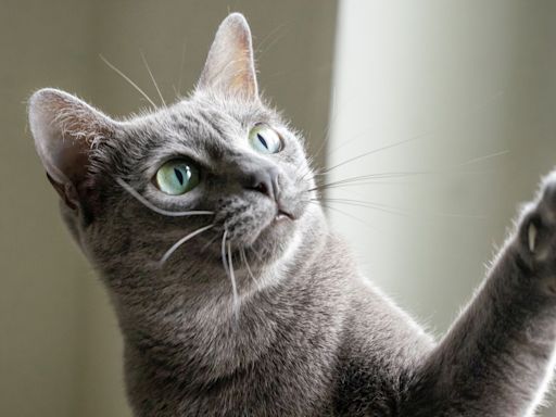 15 Popular Grey Cat Breeds That Are Sure to Steal Your Heart