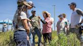 Newsoms celebrate Earth Day on California farm with mugwort, Alice Waters ... and a rattler