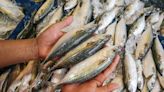 ‘Ikan kembung’: How the climate crisis is feeding Malaysia’s fish shortage