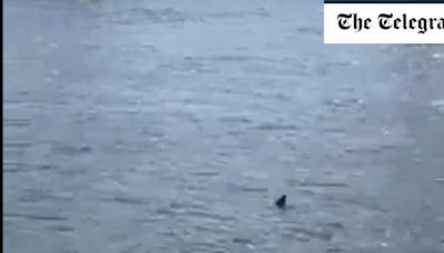 Watch: Woman claims she spotted a shark in the Thames