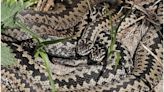 Man films poisonous snakes 'crawling around' in UK - 'no one believed me'